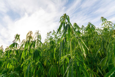 Crops growing on field against sky