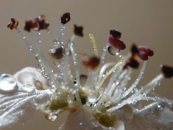 Close-up of water drops on leaf