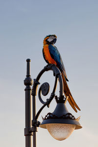 Low angle view of bird perching on roof against clear sky