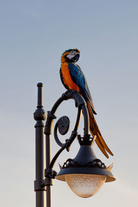 Orange blue parrot macaw on top of antique lamp pole, clear background.