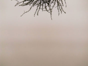 Low angle view of tree against clear sky