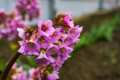 Close-up of pink flowering plant