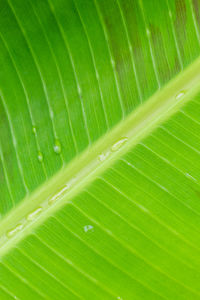 Full frame shot of green leaf