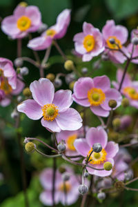 Close up of anemone roses