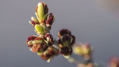 Close-up of rose buds