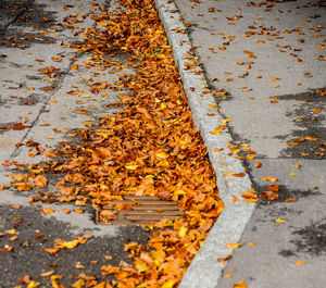 High angle view of autumn leaves on road