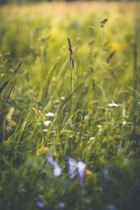 Close-up of crops growing on field