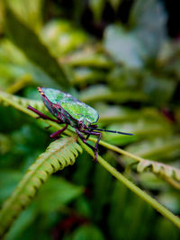 Close-up of insect on leaf