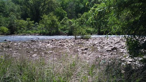 Scenic view of river amidst trees in forest