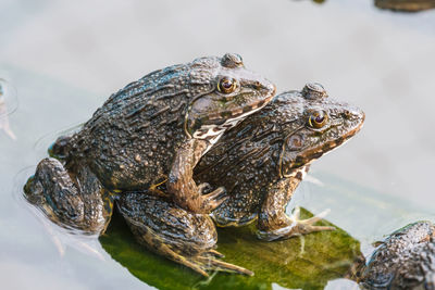 Close-up of frog in lake