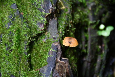 Close-up of mushrooms on tree trunk