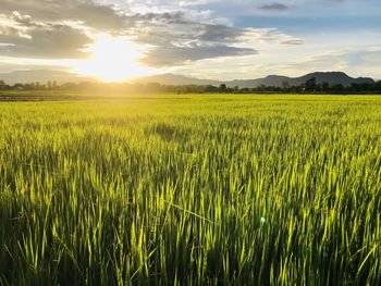 Scenic view of agricultural field against sky