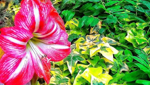 Close-up of red flowers