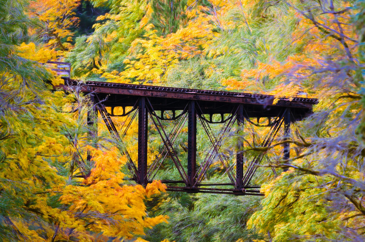 BRIDGE OVER FOREST DURING AUTUMN