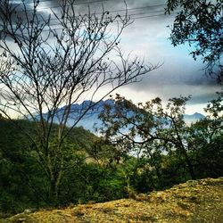 Bare trees on landscape against cloudy sky