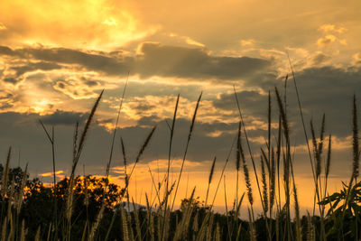 Plants growing on field against sky during sunset