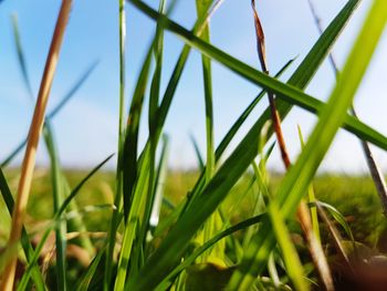 Close-up of fresh grass in field against sky