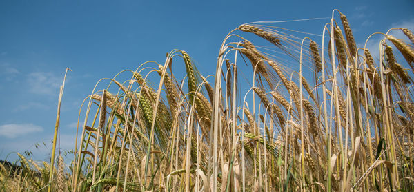 Low angle view of wheat growing on field against blue sky