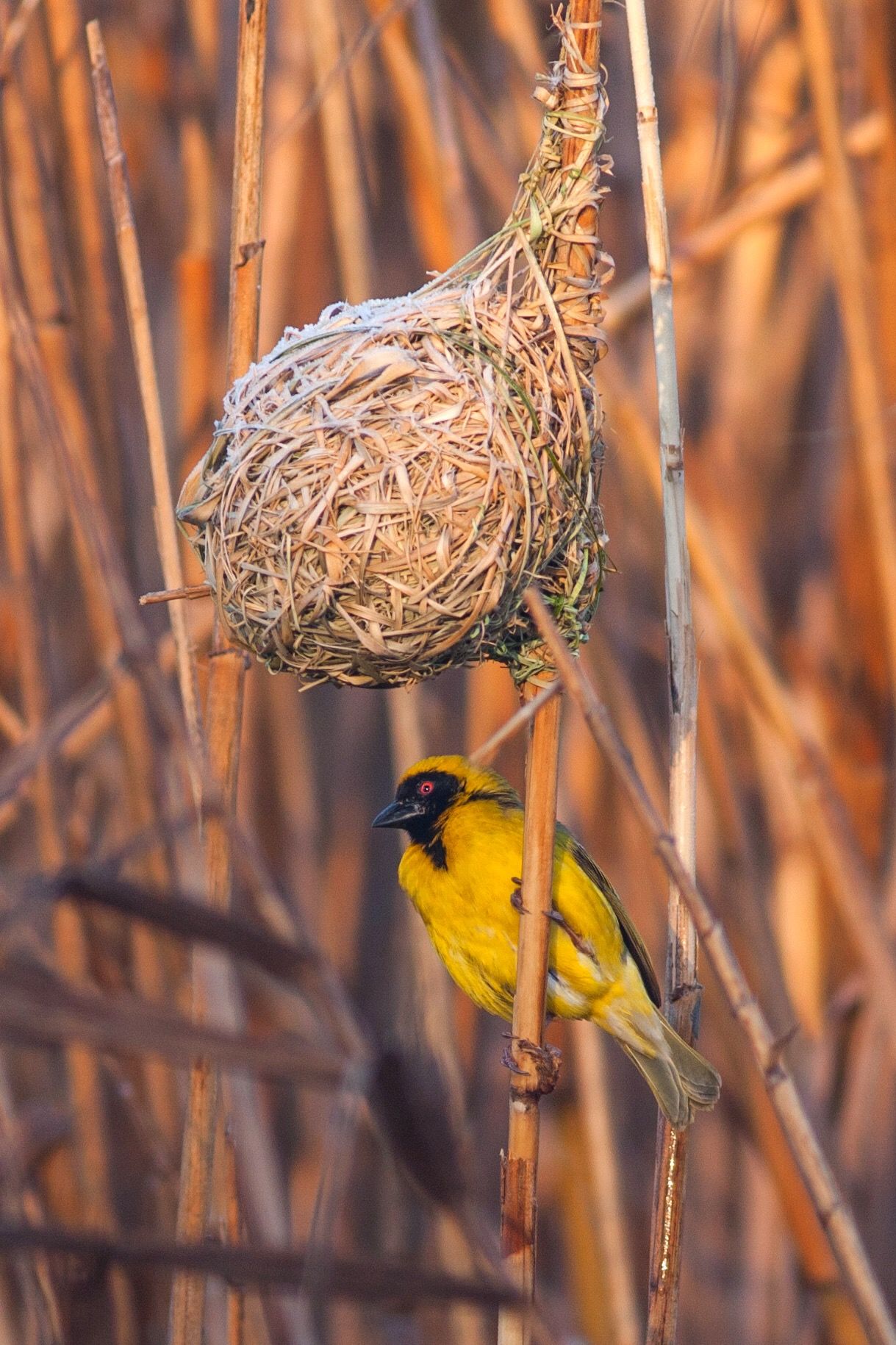 Southern masked weaver bird