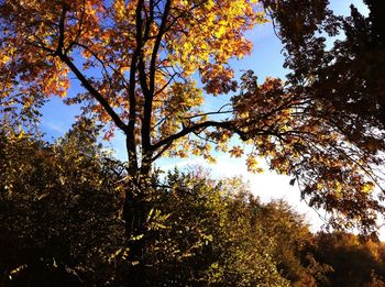 Low angle view of trees against sky during autumn