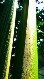 Close-up of plant against blurred background