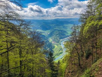 Scenic view of forest against sky