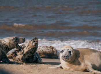 Seals relaxing on beach