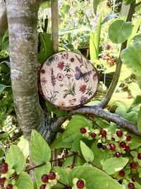 Close-up of fruits growing on tree