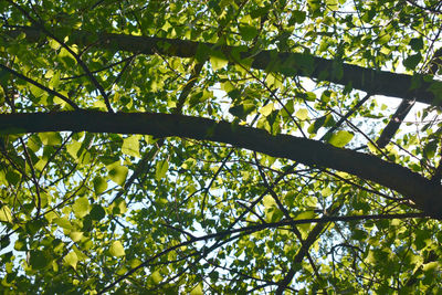 Low angle view of bamboo trees in forest