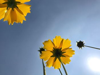 Low angle view of sunflower against sky