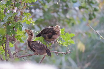 Bird perching on a branch