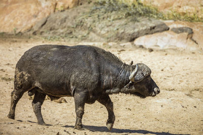 Side view of an animal on land