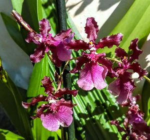 Close-up of pink flowers blooming outdoors