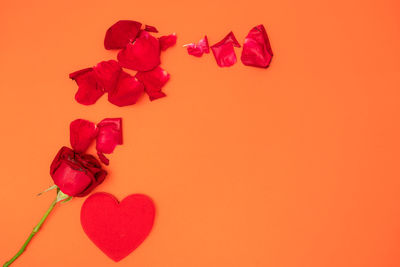 Close-up of rose against red background