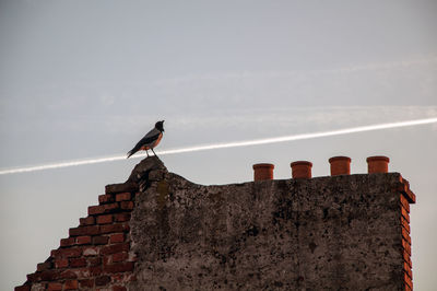 Low angle view of seagull perching on wall