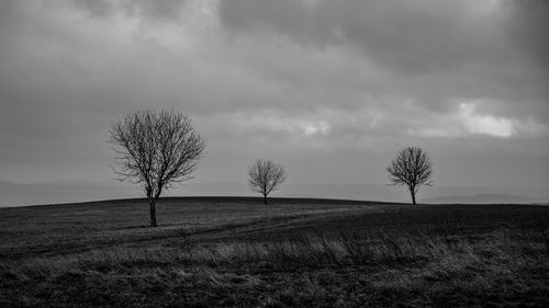 Bare tree on field against sky