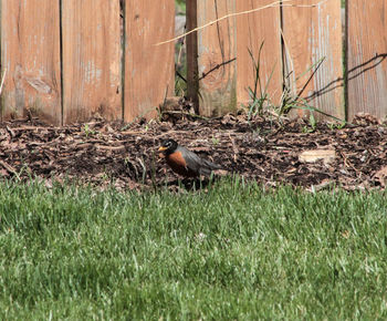 Side view of a bird on field