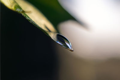 Close up of leaf