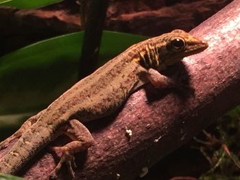 Close-up of lizard on tree trunk