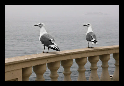 Seagull flying over sea