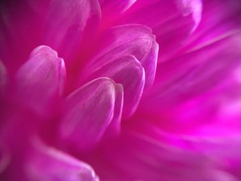 Close-up of pink rose flower