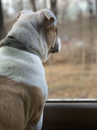 Close-up of dog looking away