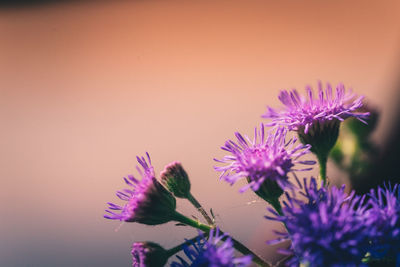 Close-up of purple flowering plant against sky