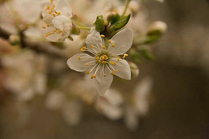 CLOSE-UP OF WHITE APPLE BLOSSOM