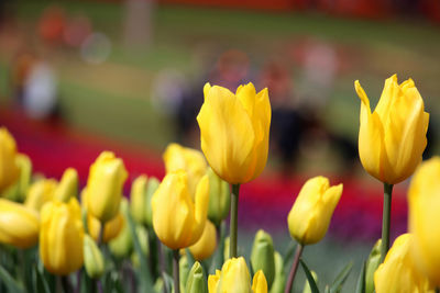 A yellow tulips