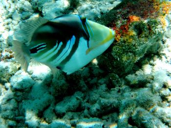 Fish swimming in sea