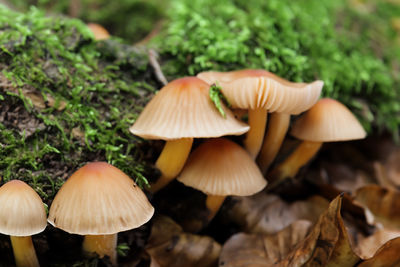 mushroom