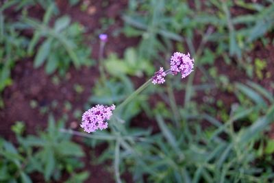 Close-up of purple flowering plant