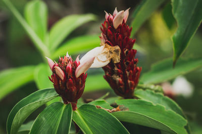 Close-up of red flowering plant