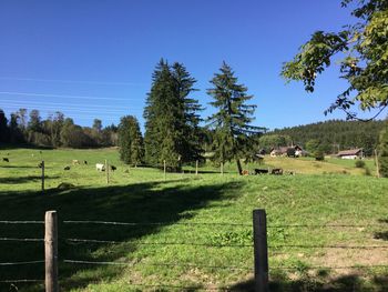 Trees on field against clear blue sky